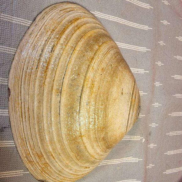 DECOUPAGE CLAM SHELL DECOUPAGE PINK ROSES 🌹 ON A CLAM SHELL TRINKET DISH - Picture 10 of 10